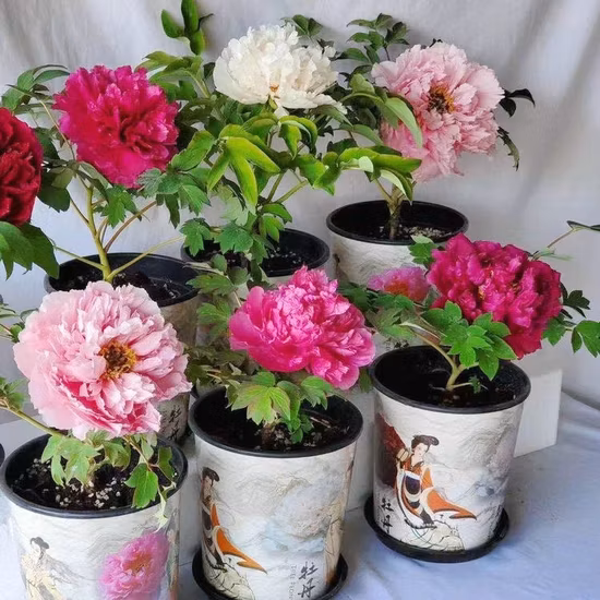 EU Standard Flavor Tea Rose Flower White Peony Tea