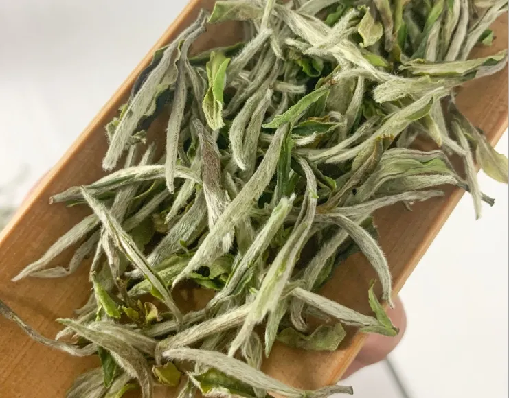 Core Production Area Directly Sell High Quality White Peony Camellia Tea